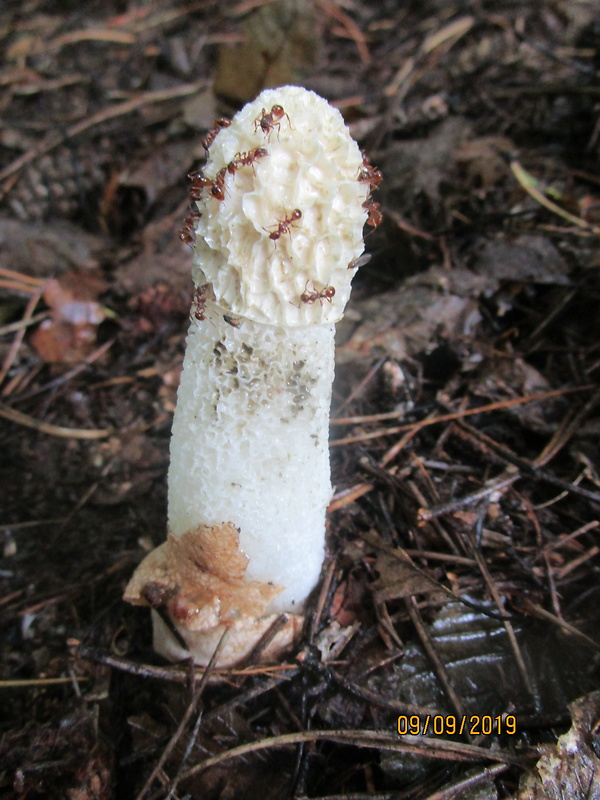 hadovka smradľavá Phallus impudicus L.