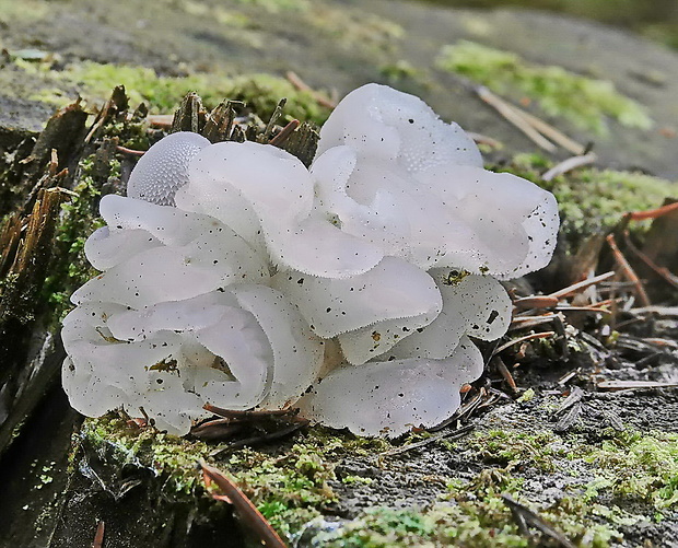 pajelenka želatínová Pseudohydnum gelatinosum (Scop.) P. Karst.