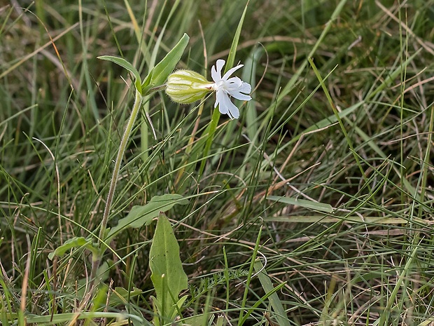 silenka biela pravá Silene cf. latifolia subsp. alba (Mill.) Greuter et Burdet