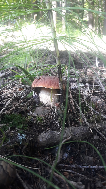 hríb smrekový Boletus edulis Bull.