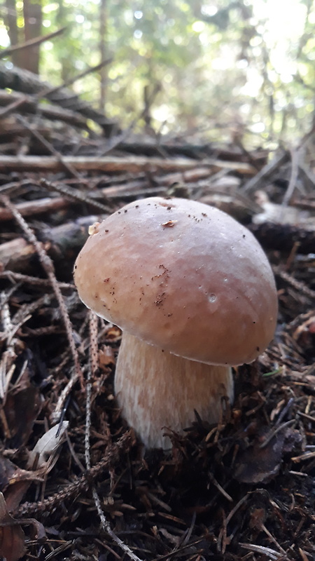 hríb smrekový Boletus edulis Bull.