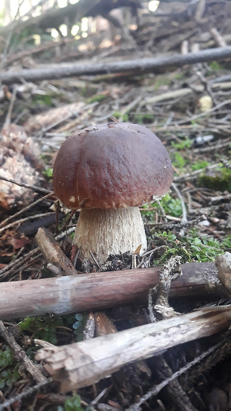 hríb smrekový Boletus edulis Bull.