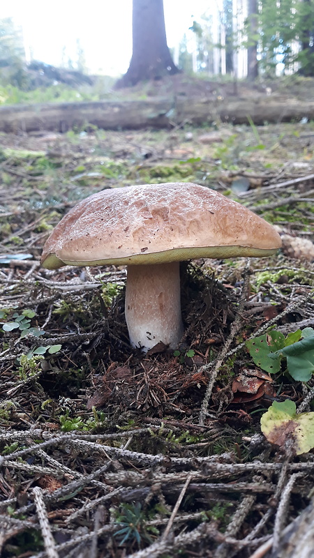 hríb smrekový Boletus edulis Bull.