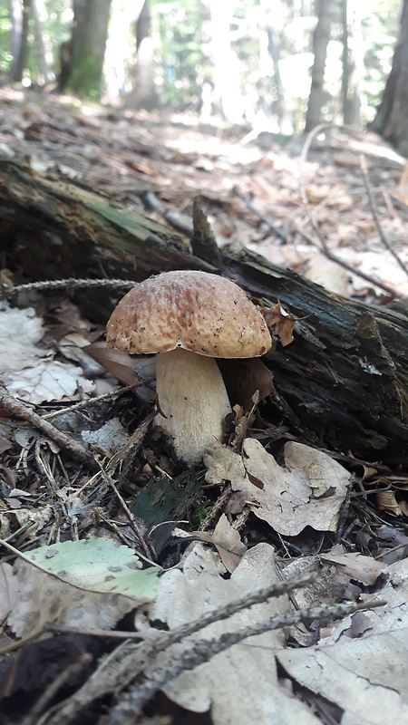 hríb smrekový Boletus edulis Bull.