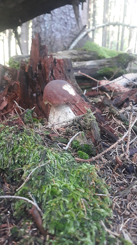 hríb smrekový Boletus edulis Bull.