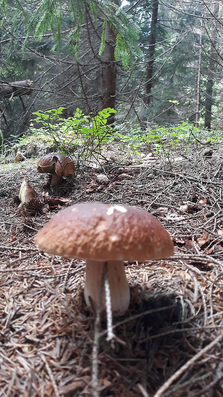 hríb smrekový Boletus edulis Bull.