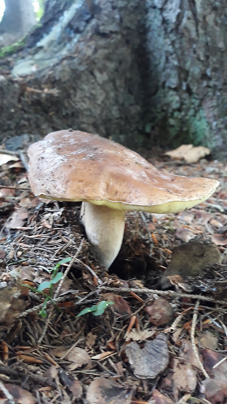 hríb smrekový Boletus edulis Bull.