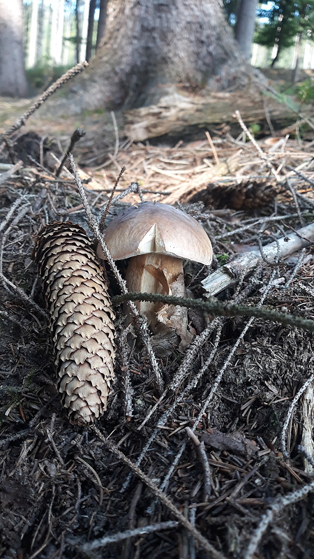 hríb smrekový Boletus edulis Bull.