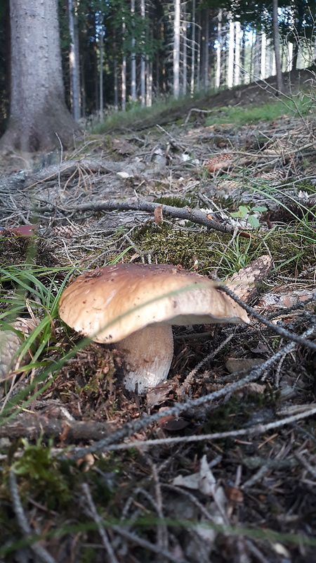 hríb smrekový Boletus edulis Bull.