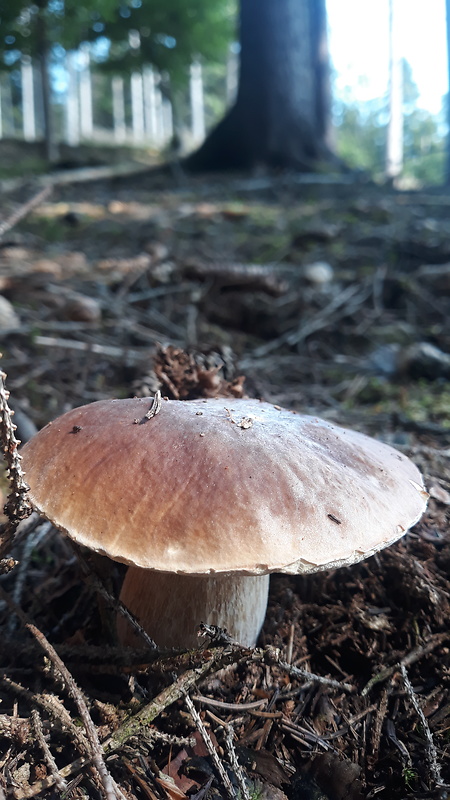 hríb smrekový Boletus edulis Bull.