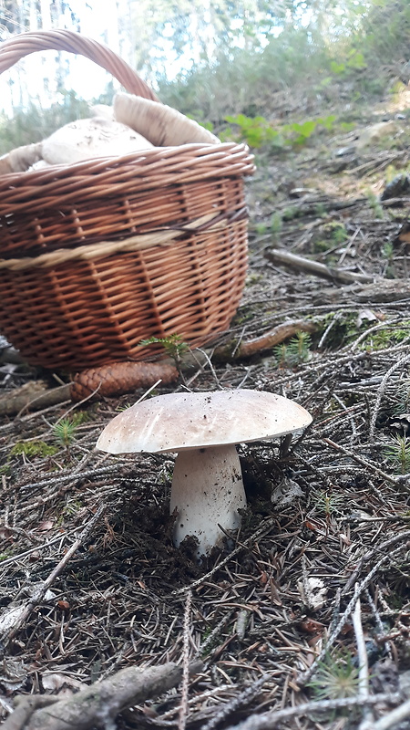 hríb smrekový Boletus edulis Bull.