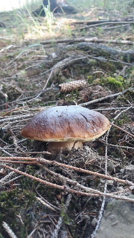 hríb smrekový Boletus edulis Bull.