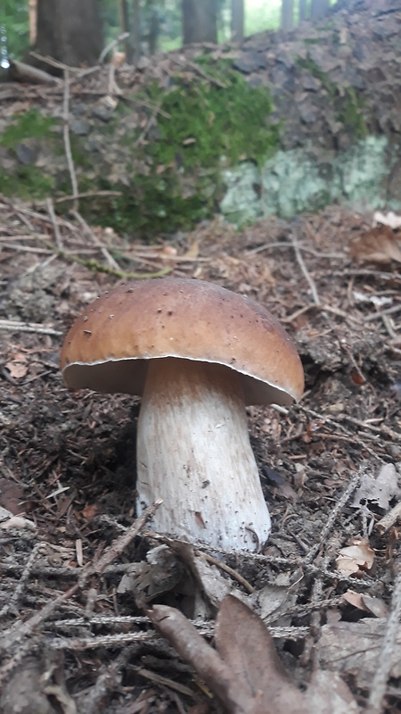 hríb smrekový Boletus edulis Bull.