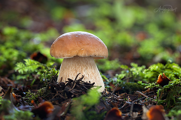 hríb smrekový Boletus edulis Bull.