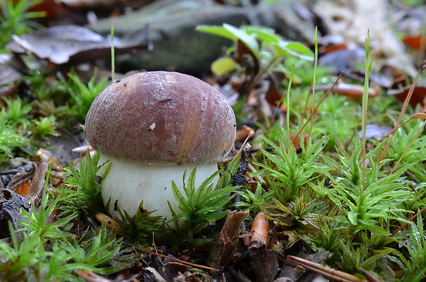 hríb sosnový Boletus pinophilus Pil. et Dermek in Pil.