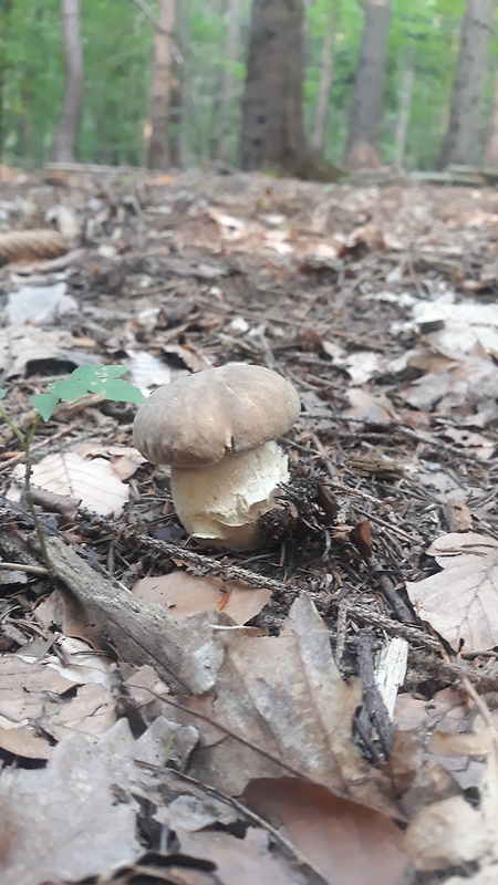 hríb dubový Boletus reticulatus Schaeff.