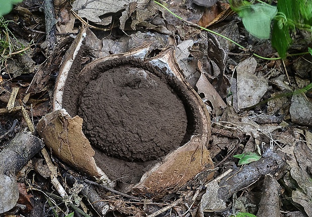 hviezdovka vlasatá Geastrum melanocephalum (Czern.) V.J. Staněk