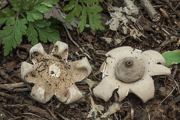 hviezdovka mechovitá Geastrum saccatum Fr.