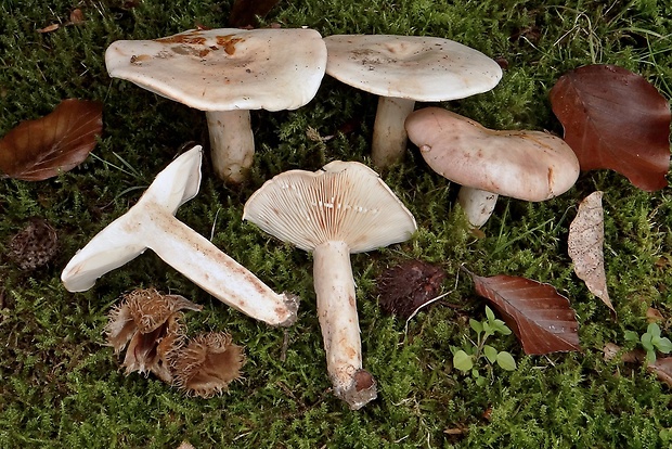 rýdzik bledý Lactarius pallidus Pers.