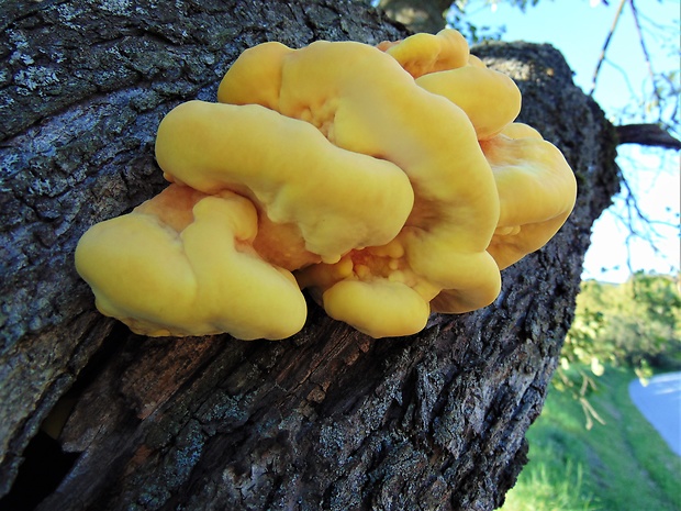 sirovec obyčajný Laetiporus sulphureus (Bull.) Murrill