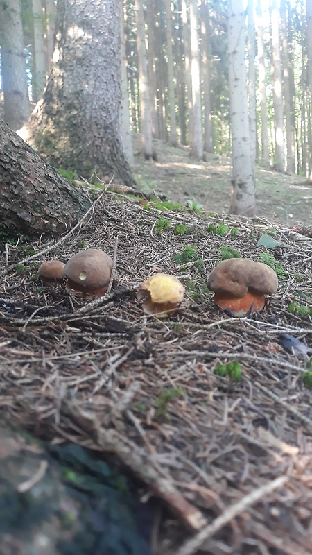 hríb zrnitohlúbikový Sutorius luridiformis (Rostk.) G. Wu & Zhu L. Yang