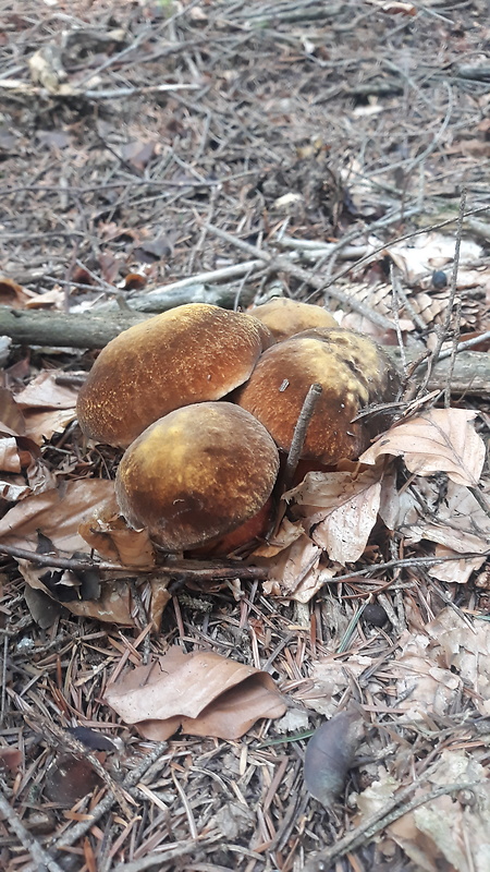 hríb zrnitohlúbikový Sutorius luridiformis (Rostk.) G. Wu & Zhu L. Yang