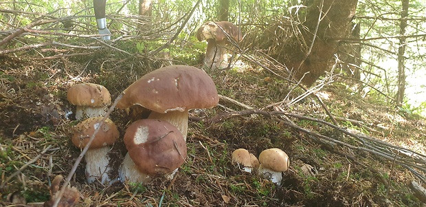 hríb smrekový Boletus edulis Bull.