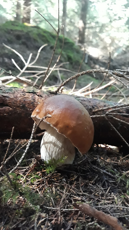 hríb smrekový Boletus edulis Bull.