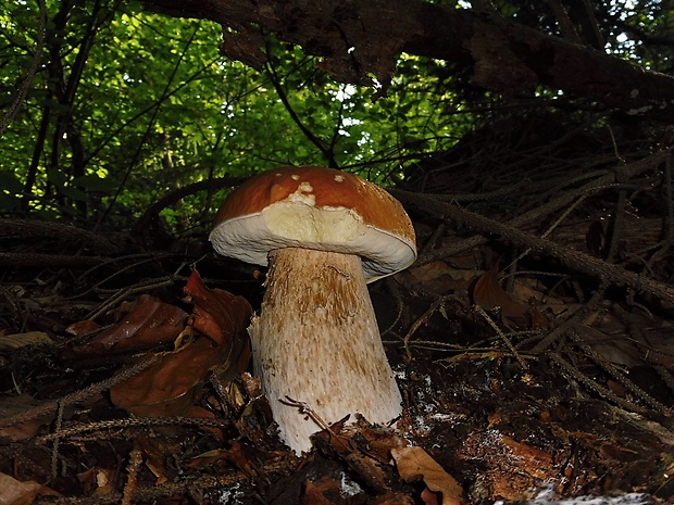 hríb smrekový Boletus edulis Bull.