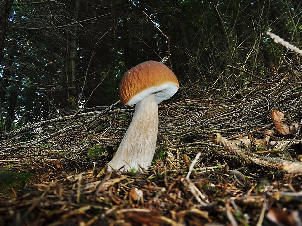 hríb smrekový Boletus edulis Bull.