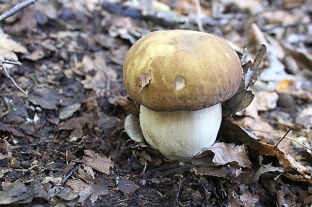 hríb dubový Boletus reticulatus Schaeff.