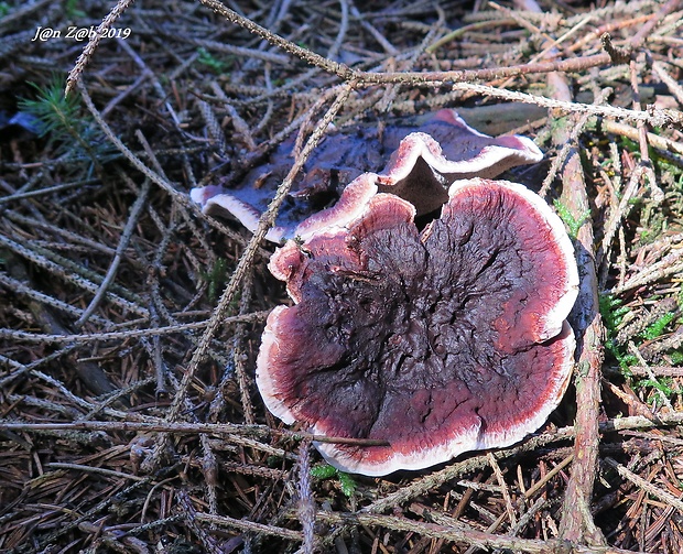 jelenkovka pálčivá Hydnellum peckii Banker