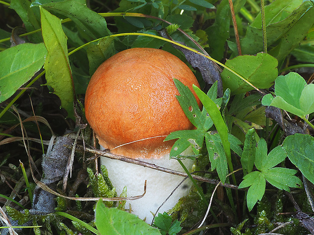 kozák osikový Leccinum albostipitatum den Bakker & Noordel.