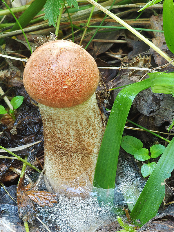 kozák dubový Leccinum aurantiacum (Bull.) Gray