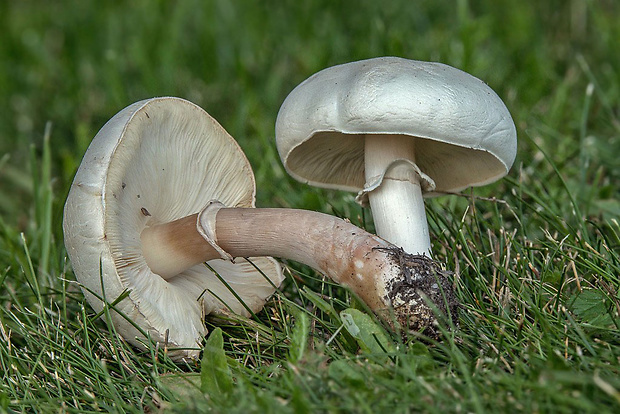 bedlica ružovolupeňová Leucoagaricus cf. leucothites (Vittad.) Wasser