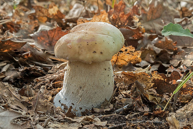 hríb smrekový Boletus edulis Bull.