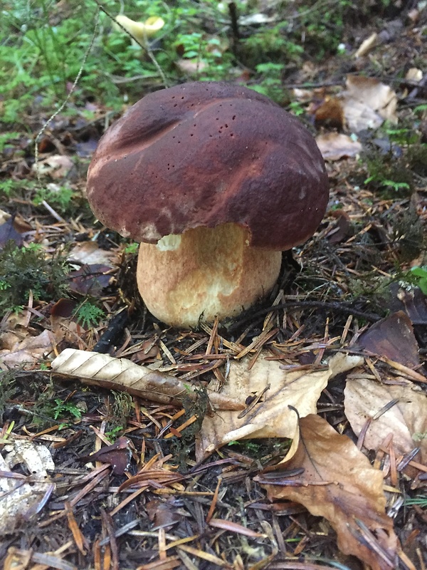 hríb sosnový Boletus pinophilus Pil. et Dermek in Pil.