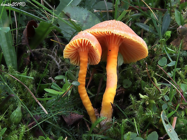 lúčnica Reidova Hygrocybe reidii Kühner