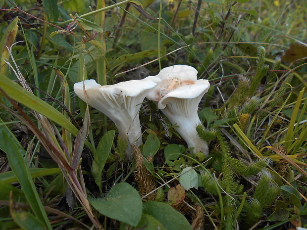 šťavnačka Hygrophorus sp.