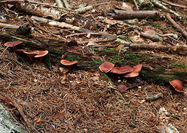 rýdzik Lactarius sp.