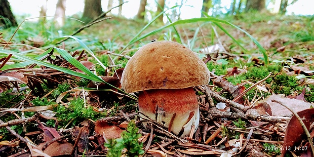 hríb zrnitohlúbikový Sutorius luridiformis (Rostk.) G. Wu & Zhu L. Yang