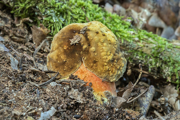 hríb zrnitohlúbikový Sutorius luridiformis (Rostk.) G. Wu & Zhu L. Yang