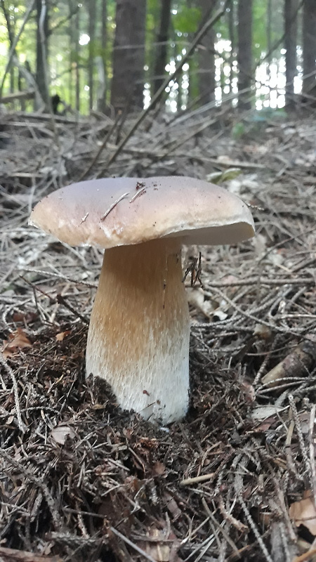 hríb smrekový kyjakovitý Boletus edulis var. clavipes