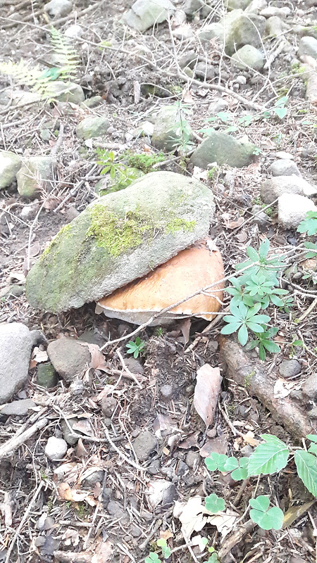 hríb smrekový Boletus edulis Bull.