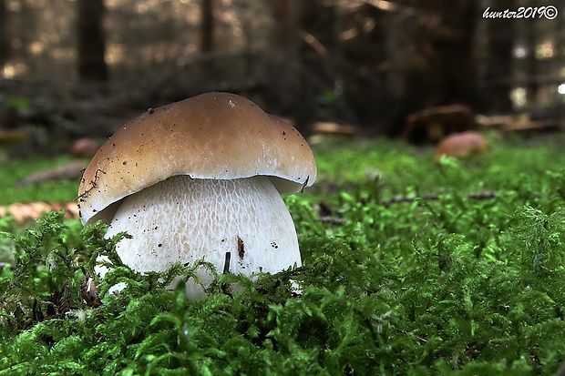 hríb smrekový Boletus edulis Bull.