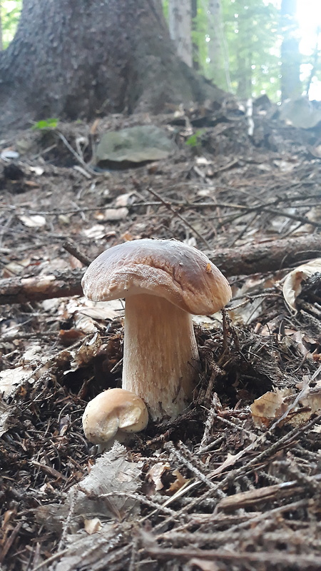 hríb smrekový Boletus edulis Bull.