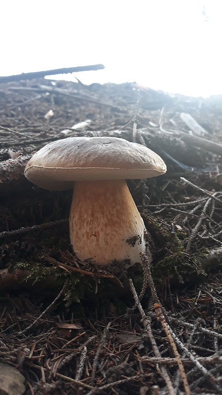 hríb smrekový Boletus edulis Bull.