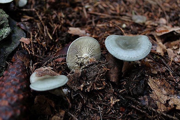 strmuľka anízová Clitocybe odora (Bull.) P. Kumm.