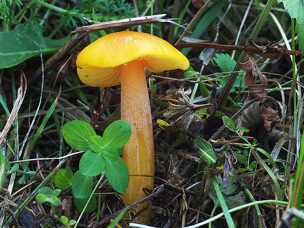 lúčnica citrónovožltá Hygrocybe chlorophana (Fr.) Wünsche