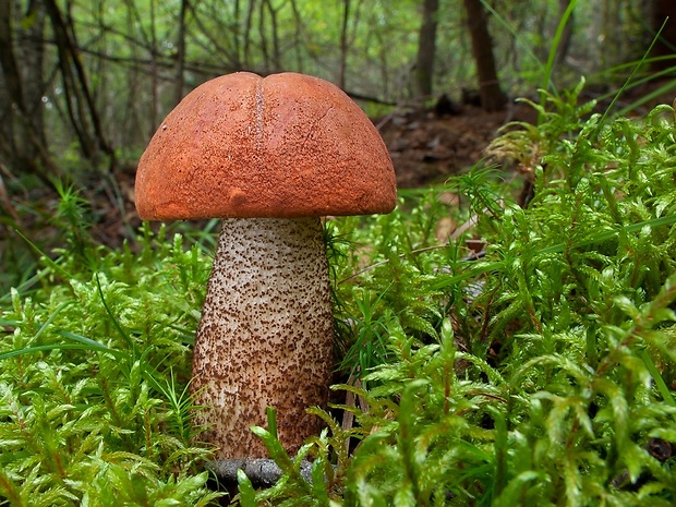 kozák dubový Leccinum aurantiacum (Bull.) Gray